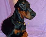 Собаки в Санкт-Петербурге: Щенок добермана Аделин Девочка, 60 000 руб. - фото 3