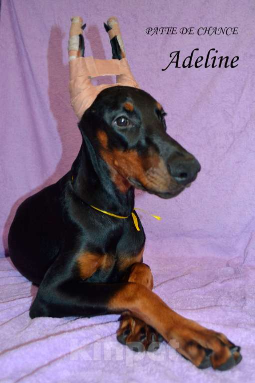 Собаки в Санкт-Петербурге: Щенок добермана Аделин Девочка, 60 000 руб. - фото 3