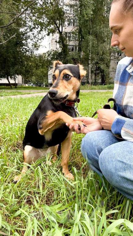 Собаки в Москве:  Молли ищет дом и человека, с которым будет делить каждое счастливое мгновение! Девочка, Бесплатно - фото 7