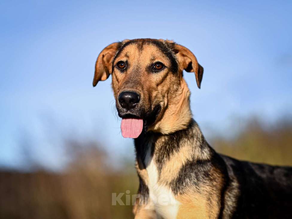 Собаки в Москве: Домашняя собака в добрый руки Мальчик, Бесплатно - фото 5