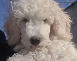 Собаки в Москве: Щенок среднего ( малого ) пуделя белого окраса Мальчик, 50 000 руб. - фото 1