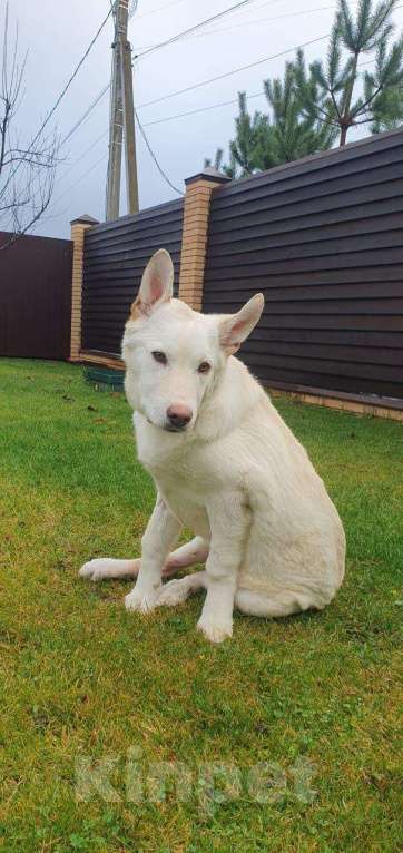 Собаки в других городах Московской области: Якутята из ппбж Друг  Мальчик, Бесплатно - фото 5