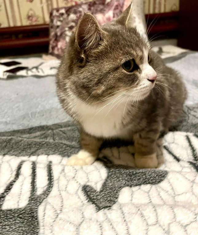 Кошки в Москве: Ласковая и мурчливая кошечка Грэя в дар Девочка, 1 руб. - фото 3