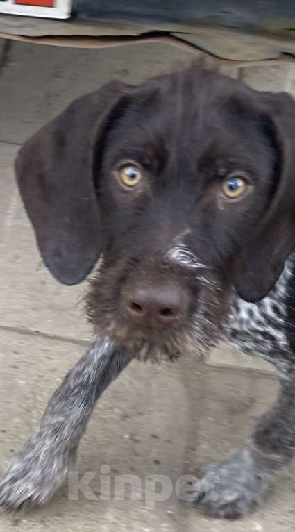 Собаки в Соли-Илецке: Продаётся последний щенок. Мальчик, 45 000 руб. - фото 1