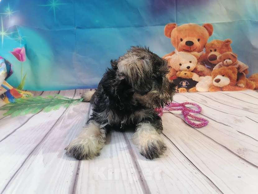 Собаки в Санкт-Петербурге: Цвергшнауцер девочка Девочка, 40 000 руб. - фото 6