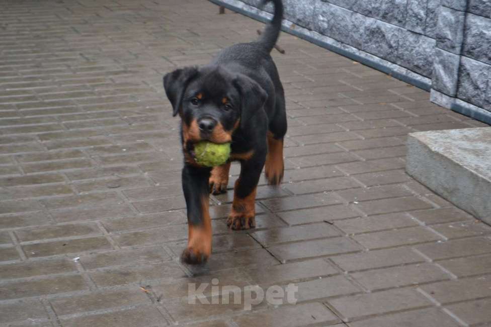 Собаки в Ельце: Дизель Мальчик, 65 000 руб. - фото 1