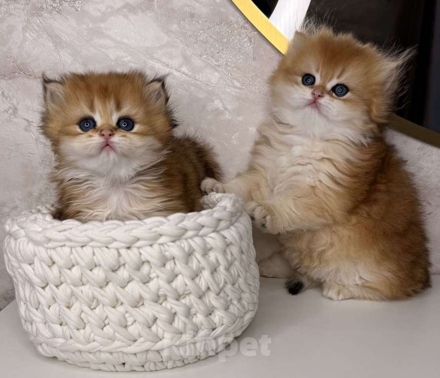 Кошки в Москве: Британские котята Мальчик, 60 000 руб. - фото 5