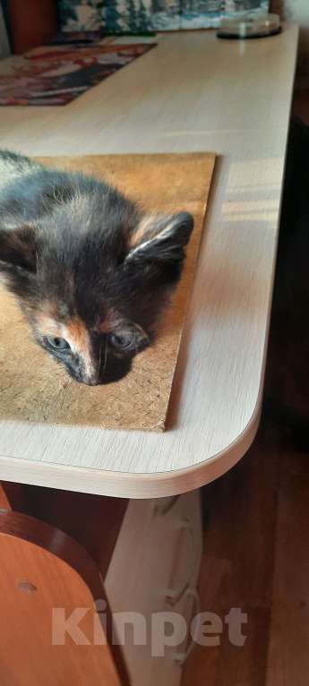 Кошки в Красногорске: Котик в добрые ручки Девочка, Бесплатно - фото 6