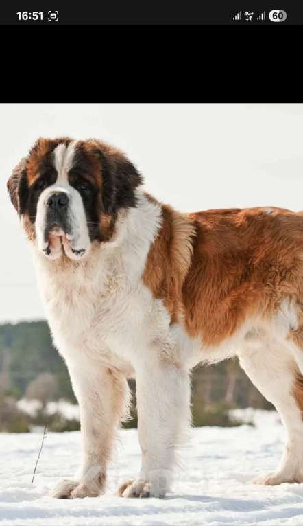 Собаки в Тамбове: Бетховен Мальчик, 75 000 руб. - фото 8