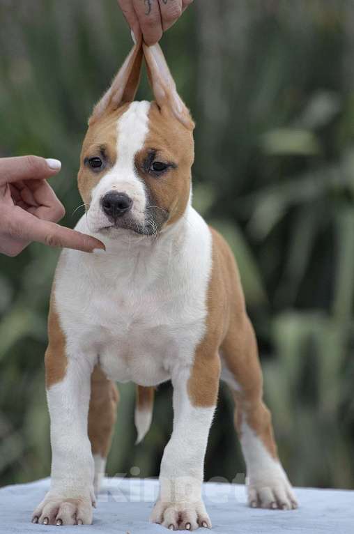 Собаки в Краснодаре: Кобель ам стаффа РКФ Мальчик, 80 000 руб. - фото 10