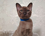 Кошки в Тюмени: Бурма котёнок Мальчик, 45 000 руб. - фото 1