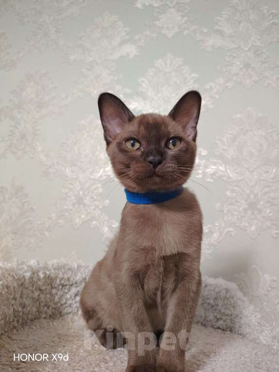 Кошки в Тюмени: Бурма котёнок Мальчик, 45 000 руб. - фото 1