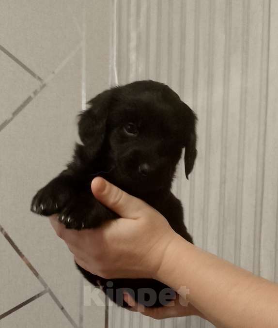 Собаки в Строителе: Пушистик от таксы Мальчик, Бесплатно - фото 1