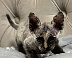 Кошки в Москве: Продаю котенка сфинкса 😻 Девочка, 10 000 руб. - фото 1