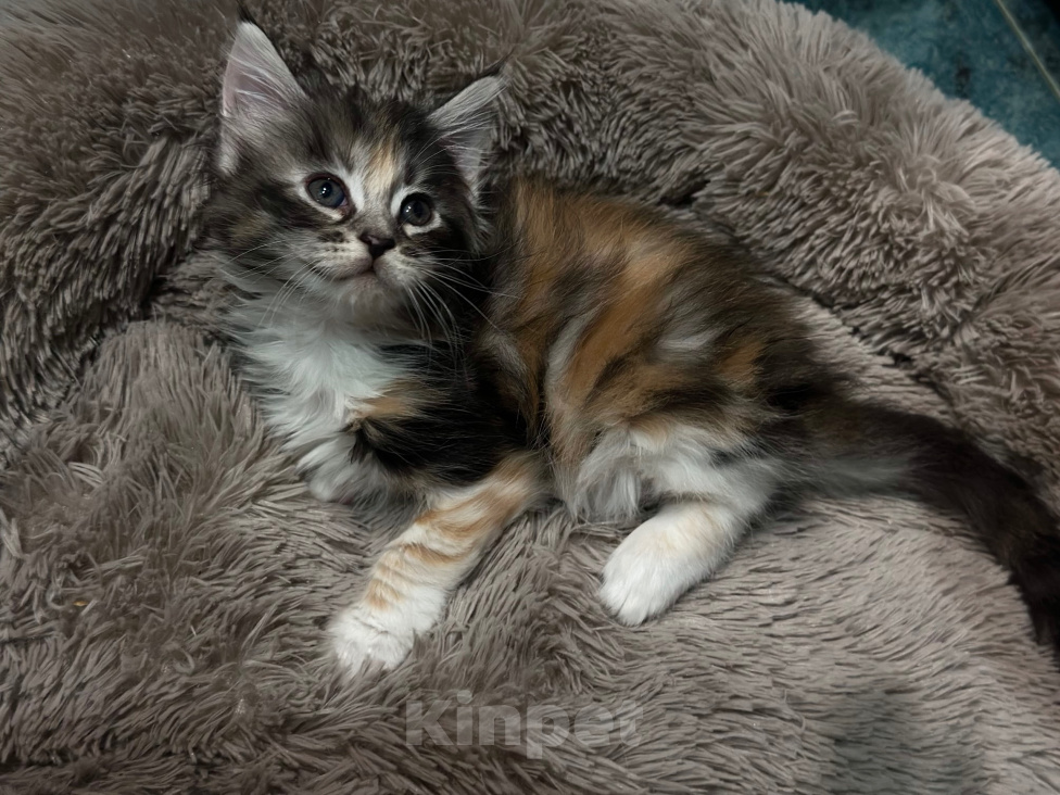 Кошки в Челябинске: Котенок Мейн-кун Девочка, 10 000 руб. - фото 3