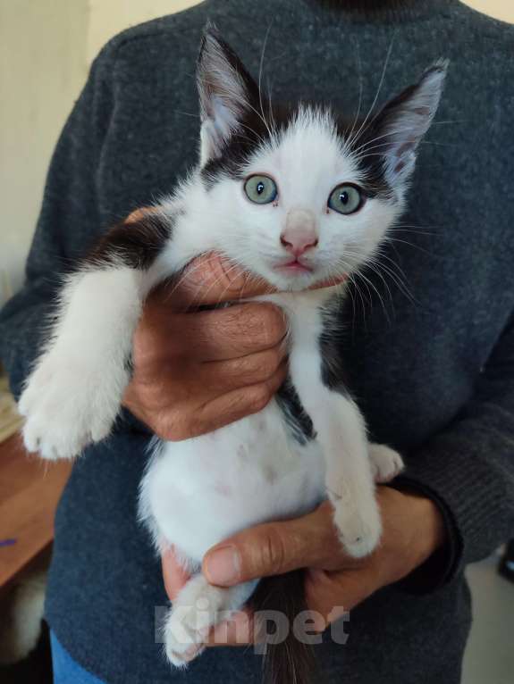 Кошки в Черкесске: Котята 1.5 месяца Мальчик, Бесплатно - фото 3