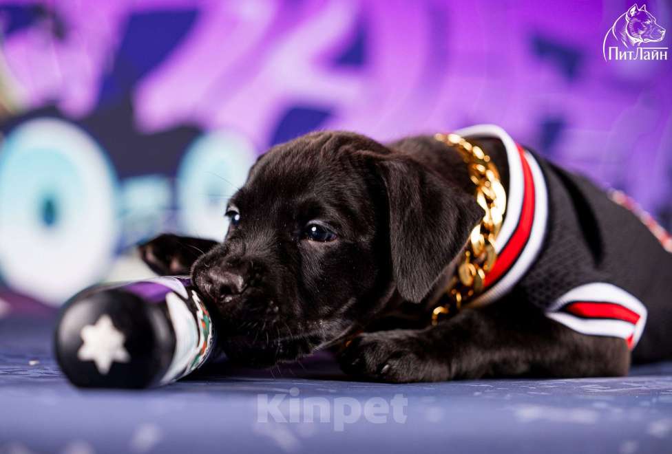 Собаки в Ульяновске: Американский питбультерьер, щенок Мальчик, Бесплатно - фото 2