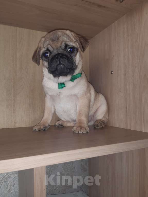 Собаки в Новосибирске: Мопс мальчик 3 мес Мальчик, 45 000 руб. - фото 2