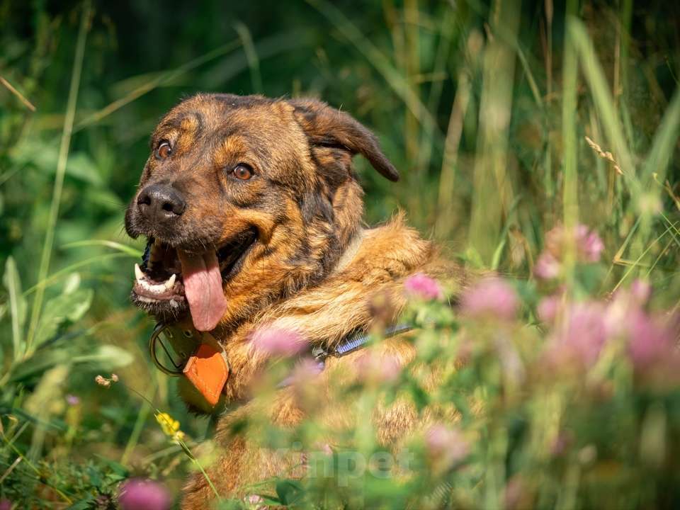 Собаки в Москве: Прекрасная собака на охрану Альфа в дар Девочка, 1 руб. - фото 3