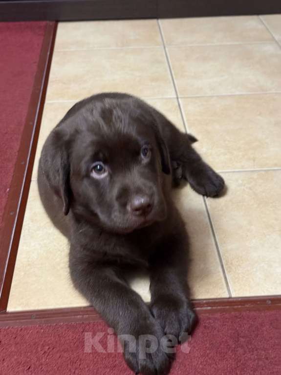 Собаки в Люберцах: ЭЛИТНЫЙ ЩЕНОК ЛАБРАДОРА- РЕТРИВЕРА, ШОКОЛАДНОГО ОКРАСА Девочка, 100 000 руб. - фото 6