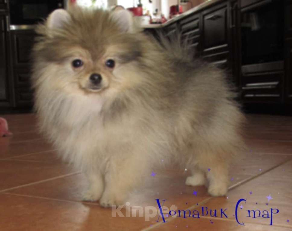 Собаки в Москве: Мальчик Мальчик, Бесплатно - фото 1