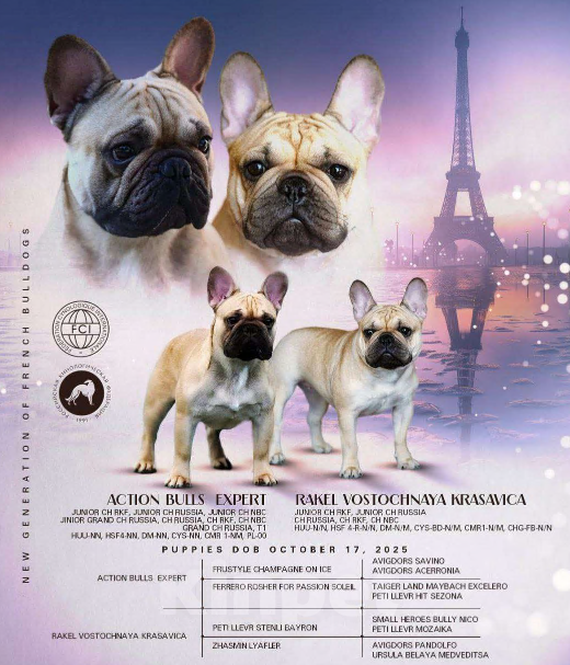 Собаки в Новосибирске: Французский прину Мальчик, 80 000 руб. - фото 4