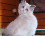 Кошки в Санкт-Петербурге: Рэгдолл мальчик Мальчик, 60 000 руб. - фото 3