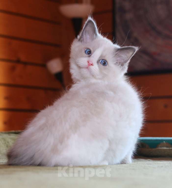 Кошки в Санкт-Петербурге: Рэгдолл мальчик Мальчик, 60 000 руб. - фото 3