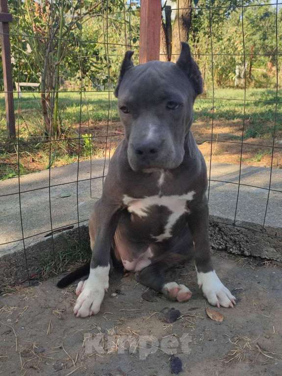 Собаки в Самаре: Прекрасная девочка голубого окраса Девочка, 80 000 руб. - фото 2