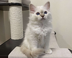 Кошки в Москве: Абиба бирманский котенок девочка Девочка, Бесплатно - фото 4