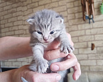 Кошки в Калуге: Предлагаю к продаже Шотландских вислоухий котят. Мальчик, 6 000 руб. - фото 3