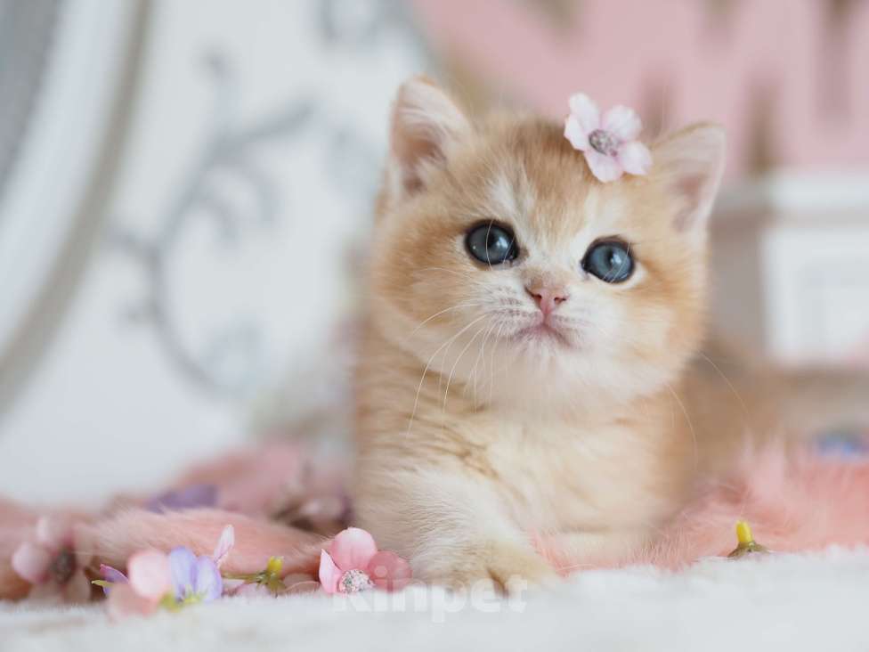 Кошки в Москве: Британская девочка Шелби Девочка, 150 000 руб. - фото 2