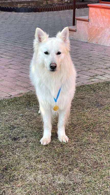 Собаки в других городах Московской области: Вязка. Кабель. Белая Швейцарская овчарка Мальчик, 15 000 руб. - фото 2