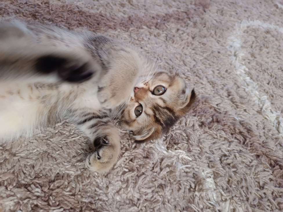 Кошки в Екатеринбурге: Вислоухий мальчик окраса ny25 Мальчик, 13 000 руб. - фото 8