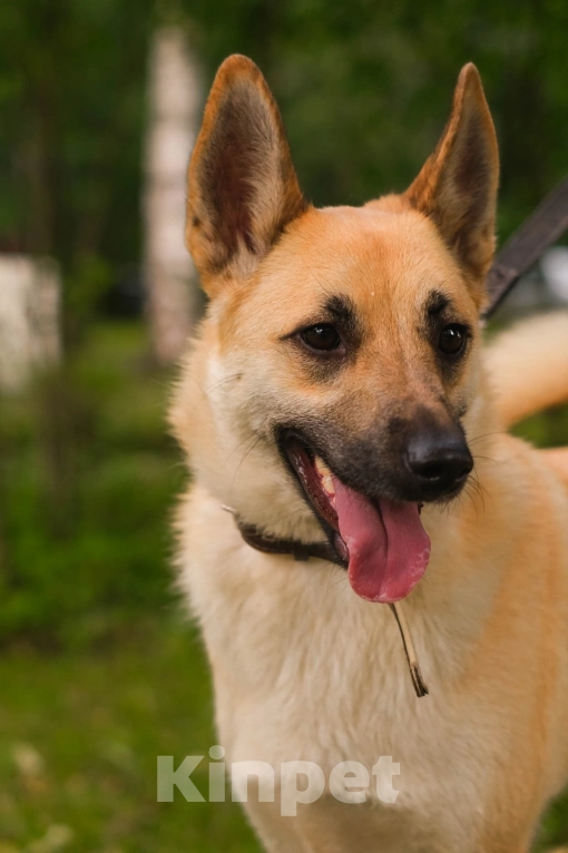 Собаки в Санкт-Петербурге: Собаки из приюта: смышлёная Катрин Девочка, Бесплатно - фото 2