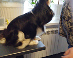 Собаки в Рязани: Кавалер кинг чарльз спаниель вязка, 1 руб. - фото 3
