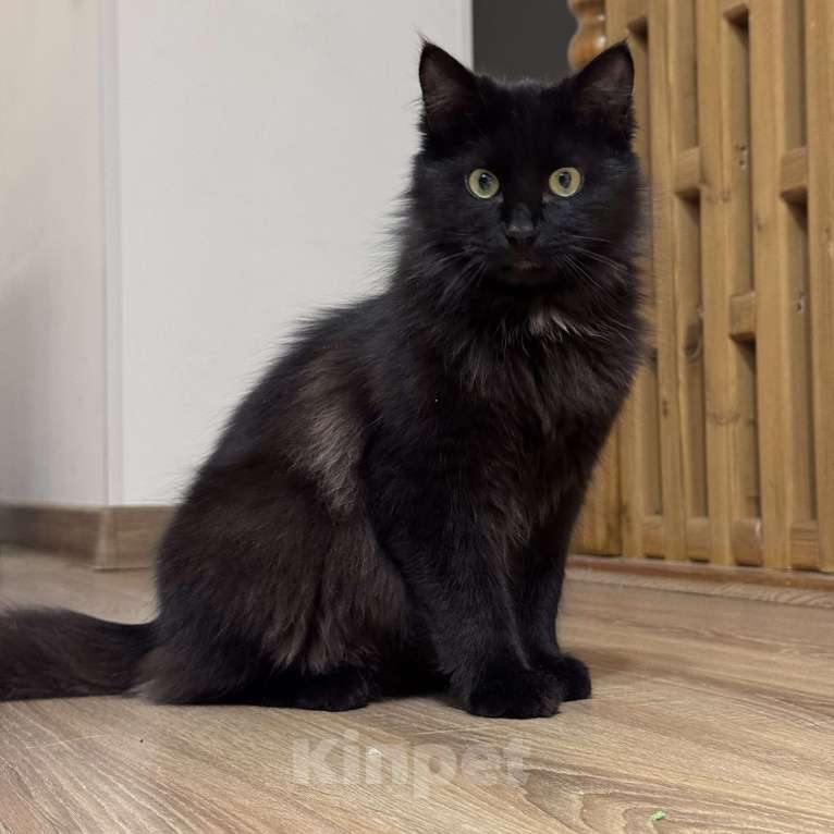 Кошки в Москве: Котенок в добрые руки Мальчик, Бесплатно - фото 3