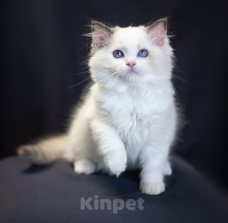 Кошки в Санкт-Петербурге: рэгдолл Девочка, 100 000 руб. - фото 2