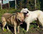 Собаки в Голицыно: 🌟 Алмаз ищет свою звезду! 🌟 Мальчик, Бесплатно - фото 4