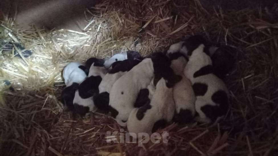 Собаки в Шахте: Щенки курцхара Девочка, 15 000 руб. - фото 3