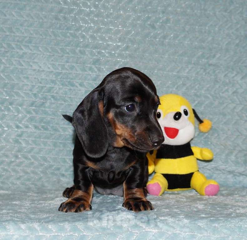 Собаки в Иваново: Такса стандартная г-ш. РКФ Девочка, 50 000 руб. - фото 5