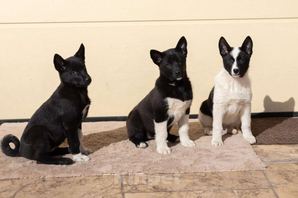 Собаки в других городах Московской области: Щенки охотничьей лайки Разнополые, 1 руб. - фото 3