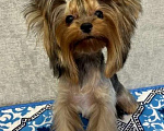 Собаки в Москве: Йоркширский терьер девочка Девочка, Бесплатно - фото 1