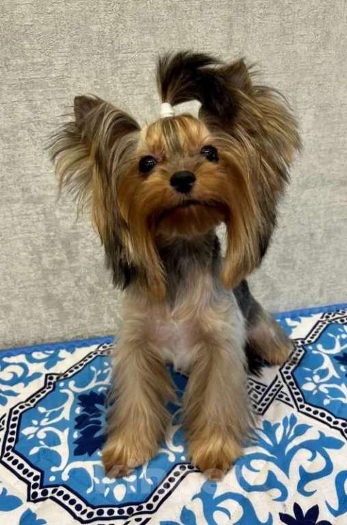 Собаки в Москве: Йоркширский терьер девочка Девочка, Бесплатно - фото 1