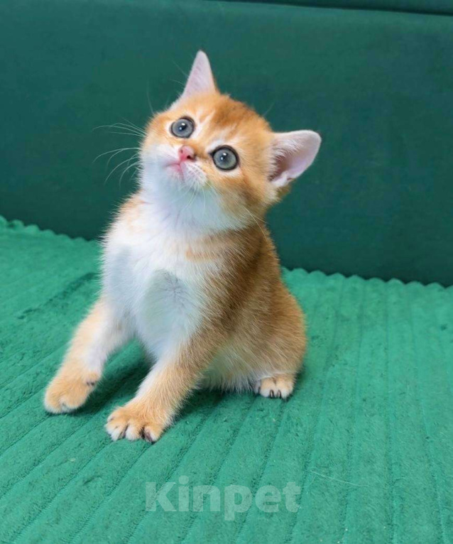 Кошки в Москве: Джесика Девочка, 50 000 руб. - фото 2