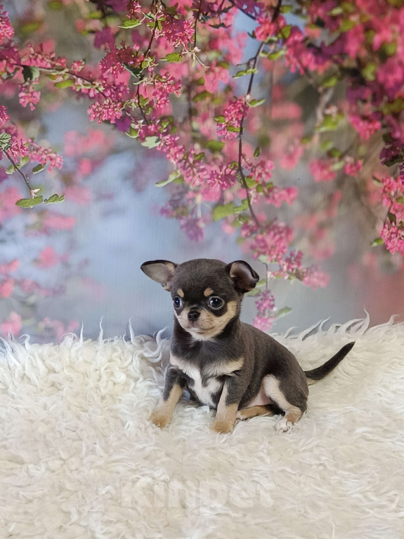 Собаки в Москве: Голубая с подпалом красавица Девочка, 130 000 руб. - фото 2