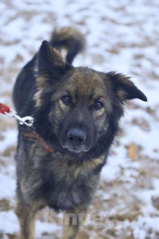 Собаки в Москве: Макс. Собака-суетолог Мальчик, Бесплатно - фото 2