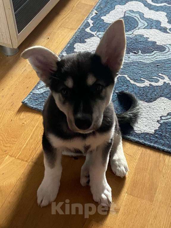 Собаки в Тюмени: Отдам щенка 3 месяца в добрые руки! (Ухоженный найденыш) Мальчик, Бесплатно - фото 2