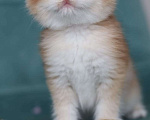 Кошки в Владивостоке: Очаровательный британский котик Девочка, 120 000 руб. - фото 4