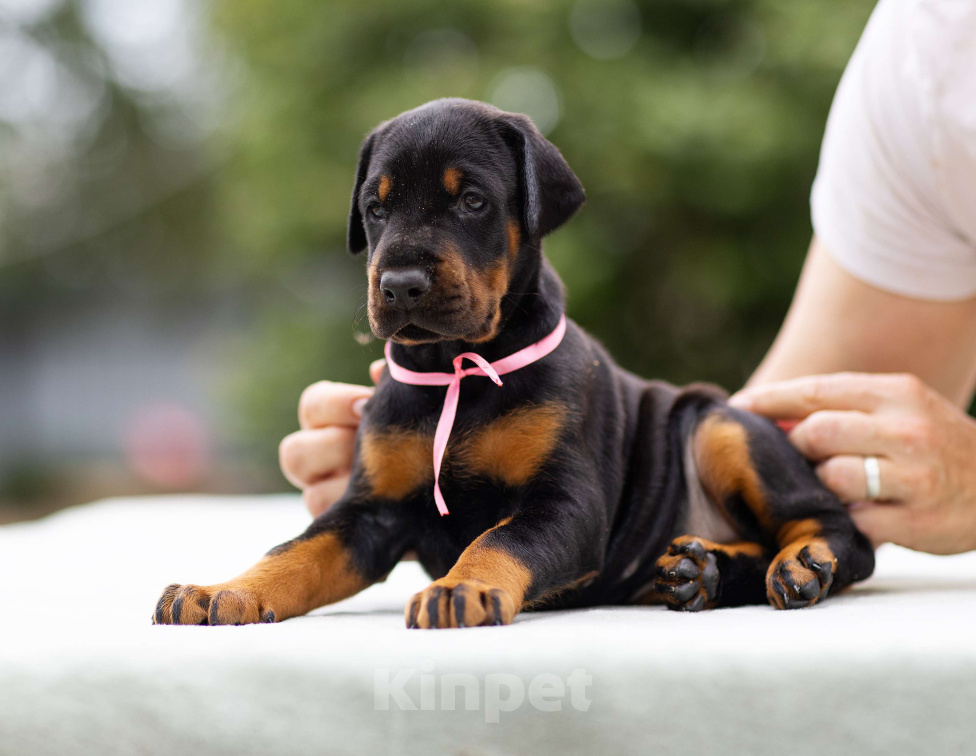 Собаки в Клине: Сука, розовая лента  Девочка, 110 000 руб. - фото 5